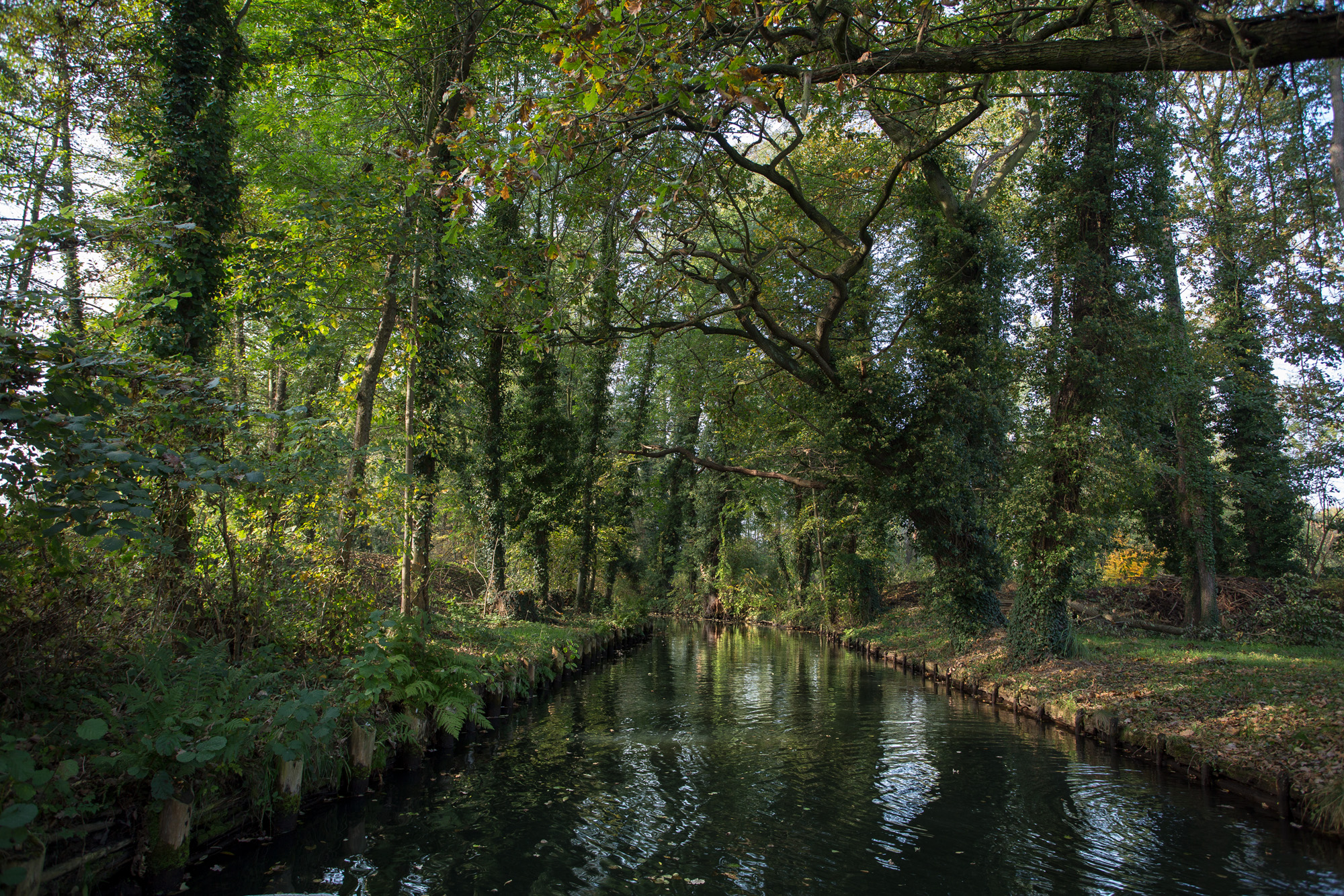 Baumgesäumter Kanal im Spreewald